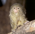 pygmy marmoset.JPG